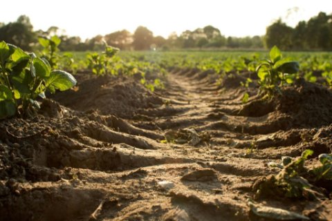 New sensor aims to help farmers cut back on chemical fertiliser