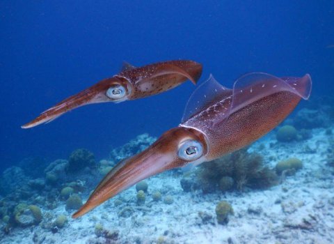 NUI Galway scientists use DNA analysis to crack squid mystery