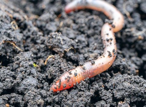Wiggly roboworms can sense own position and movement in space