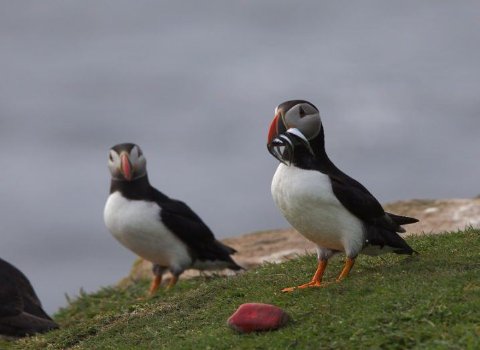 Irish puffins ditch flying altogether when foraging for food
