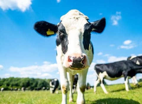 Project to make Irish dairy farms climate neutral wins €2m SFI prize
